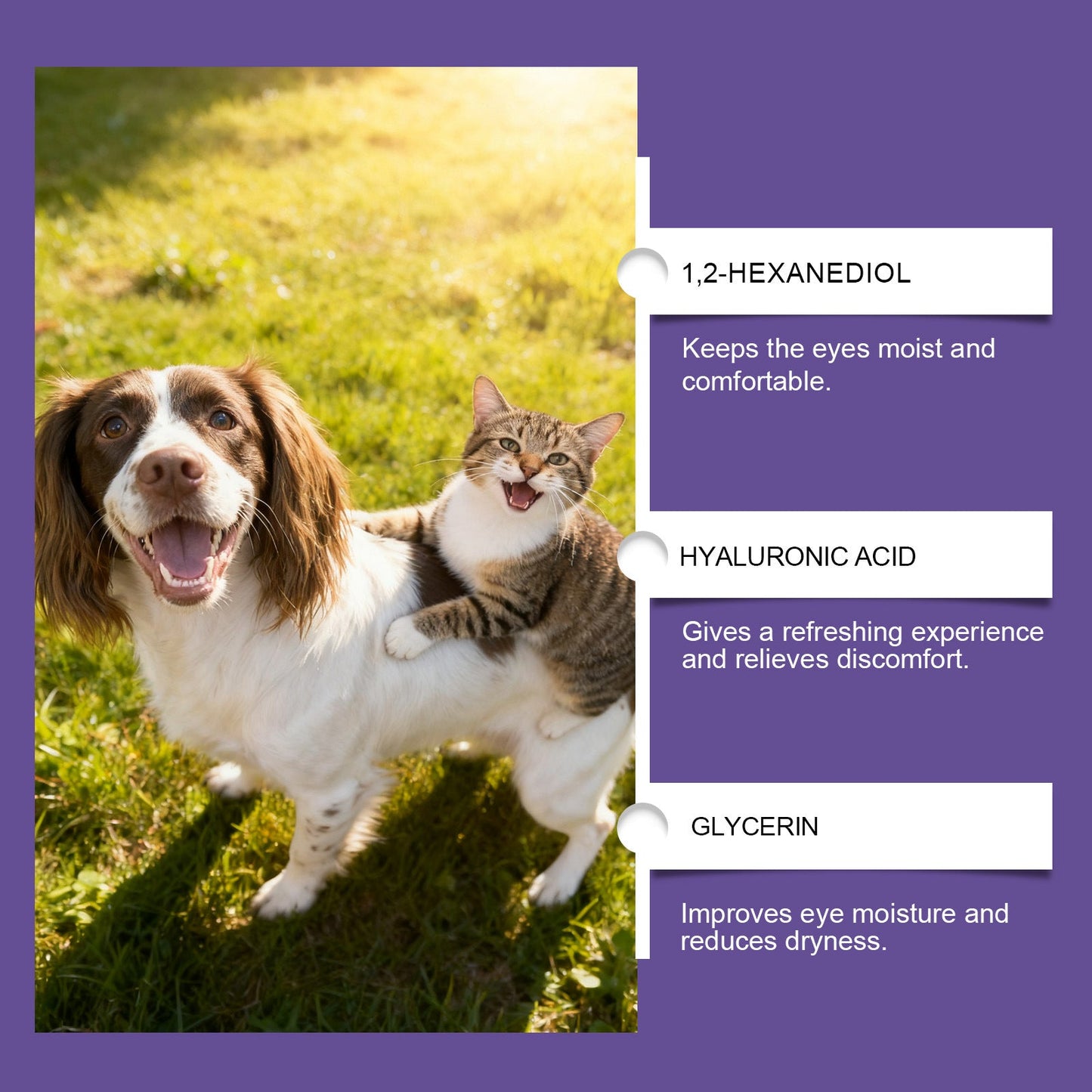 Bright Eyes, Happy Pets